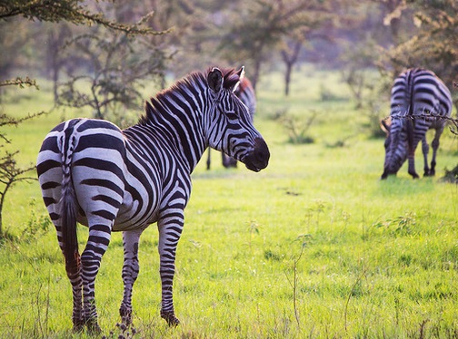 Lake-Mburo-Bwindi-Queen-Murchison-Falls