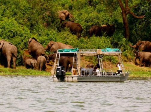 viewing wildlife in uganda